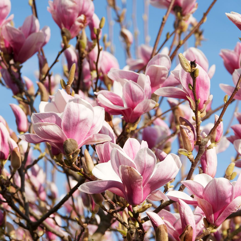 Magnolia soulangeana - Tulpen-Magnolie