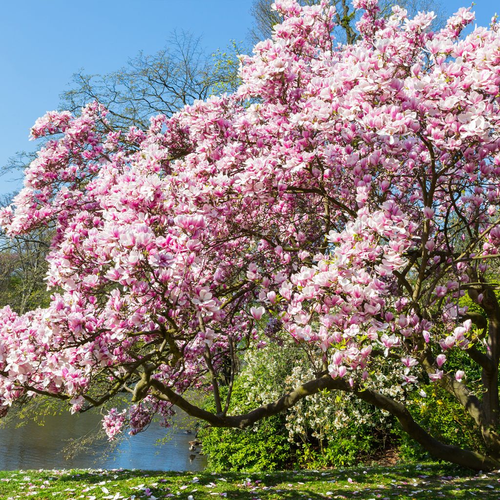 Magnolia soulangeana - Tulpen-Magnolie