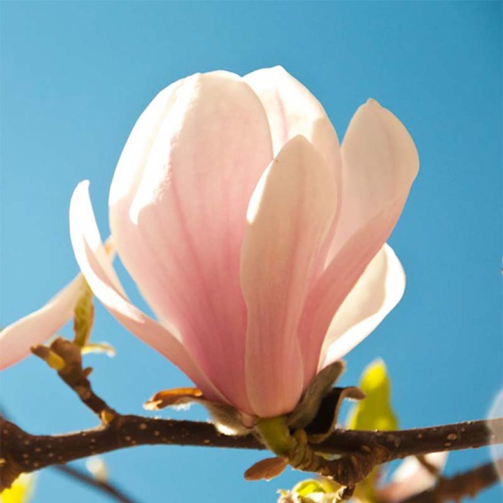 Magnolia sprengeri Pink Beauty - Magnolie