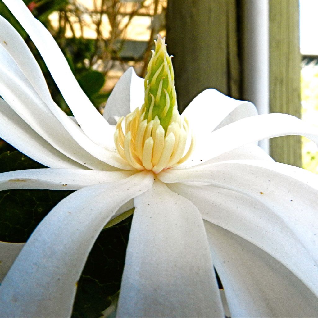 Magnolia stellata Royal Star - Stern-Magnolie