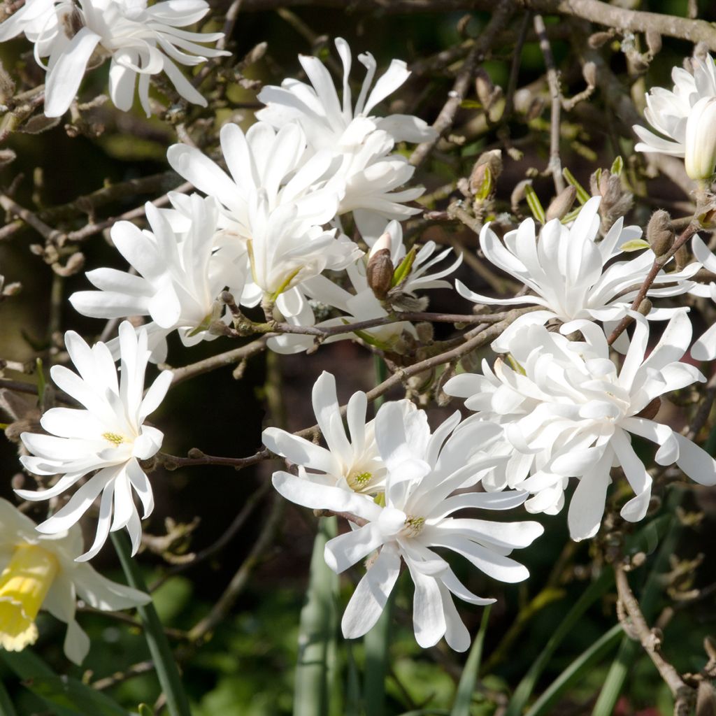 Magnolia stellata - Stern-Magnolie