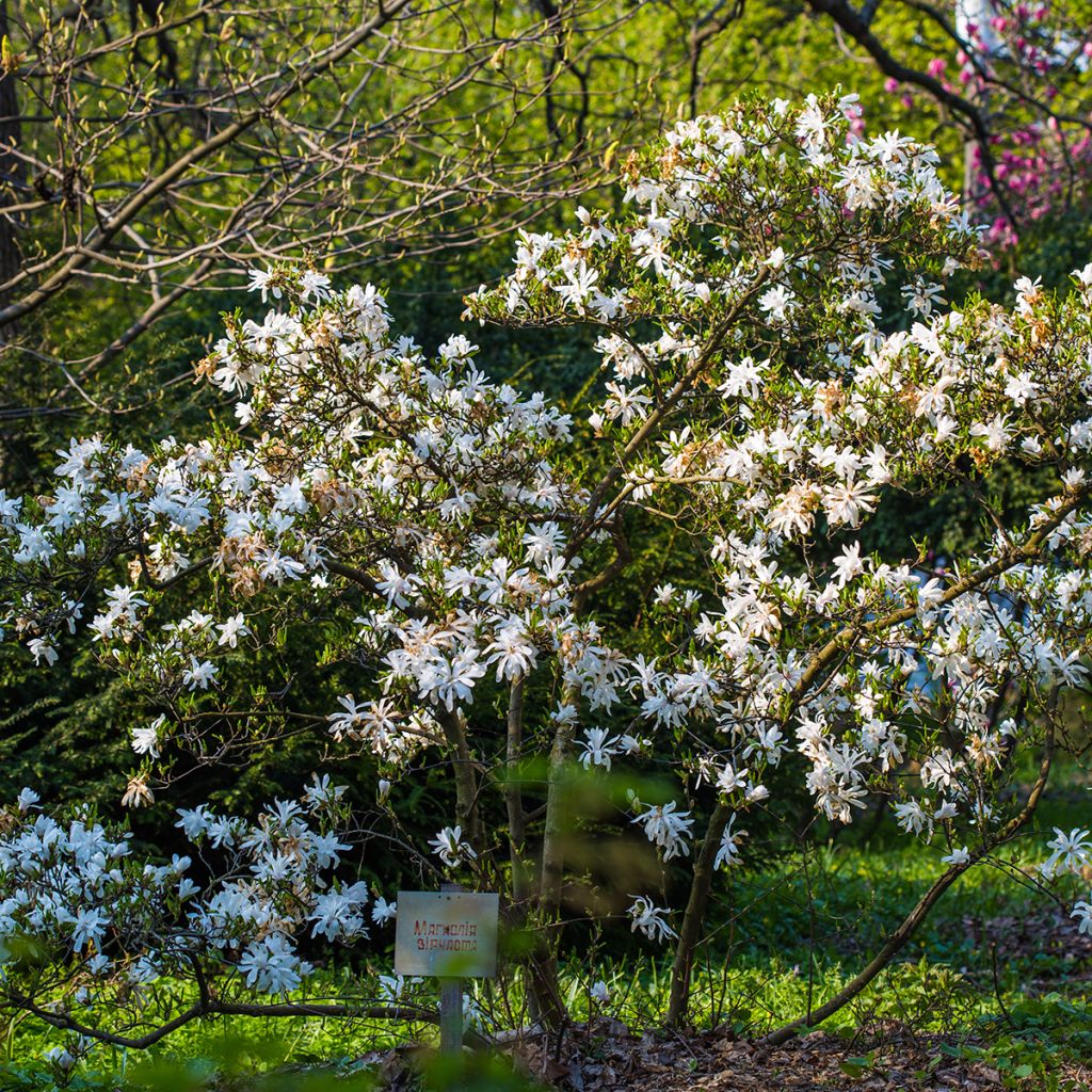 Magnolia stellata - Stern-Magnolie