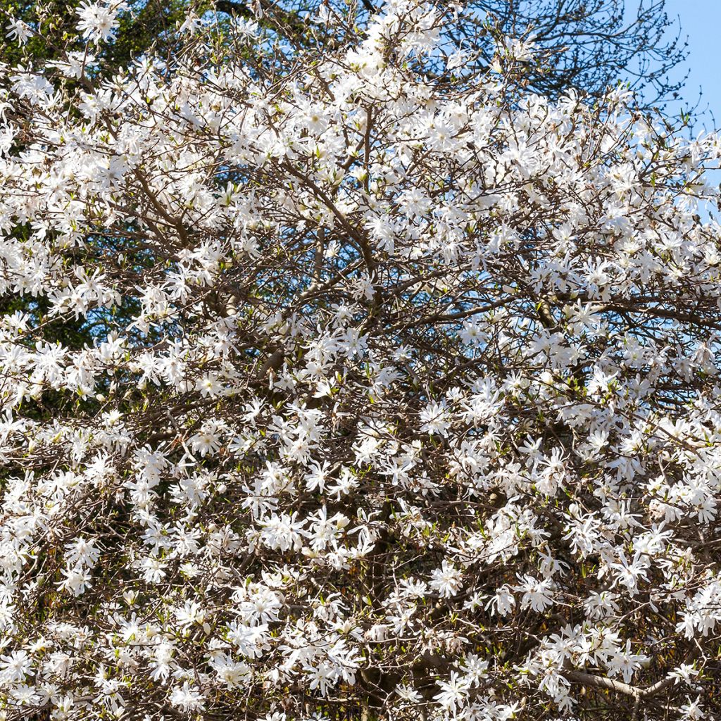 Magnolia stellata - Stern-Magnolie