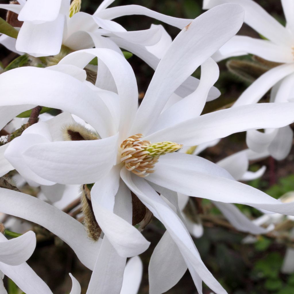 Magnolia stellata - Stern-Magnolie