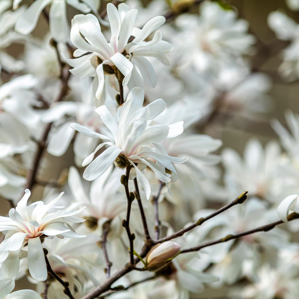 Magnolia stellata - Stern-Magnolie