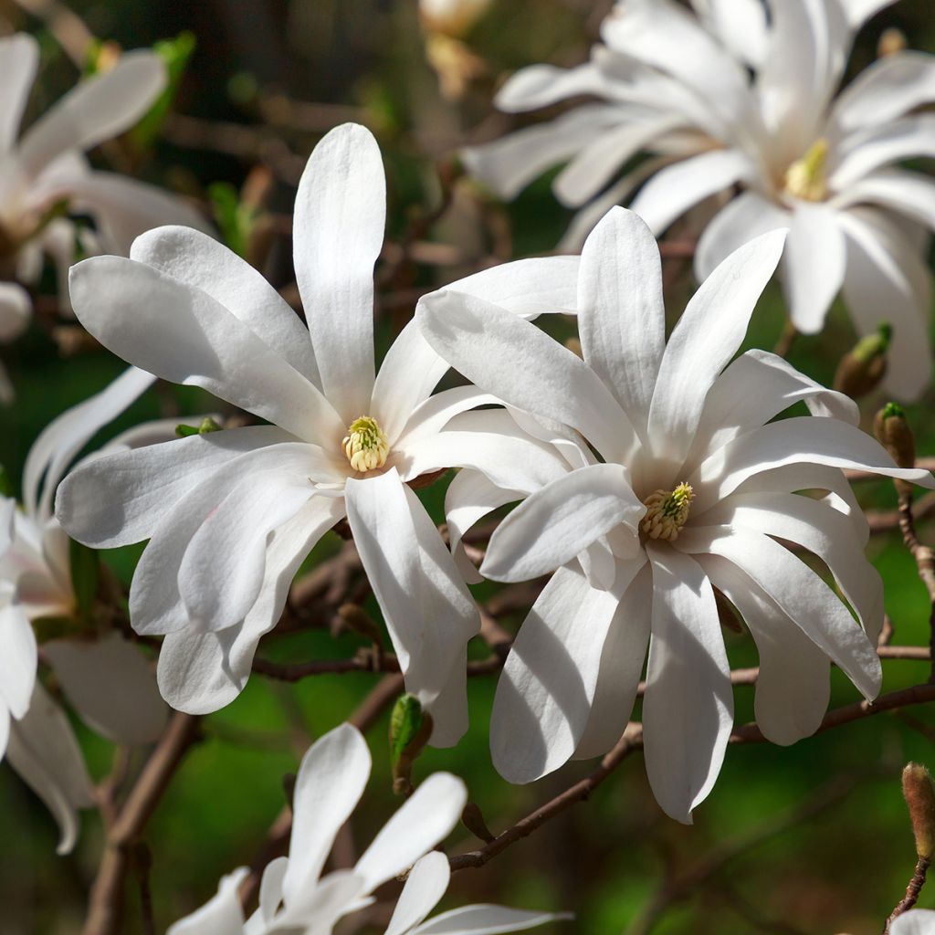 Magnolia stellata - Stern-Magnolie