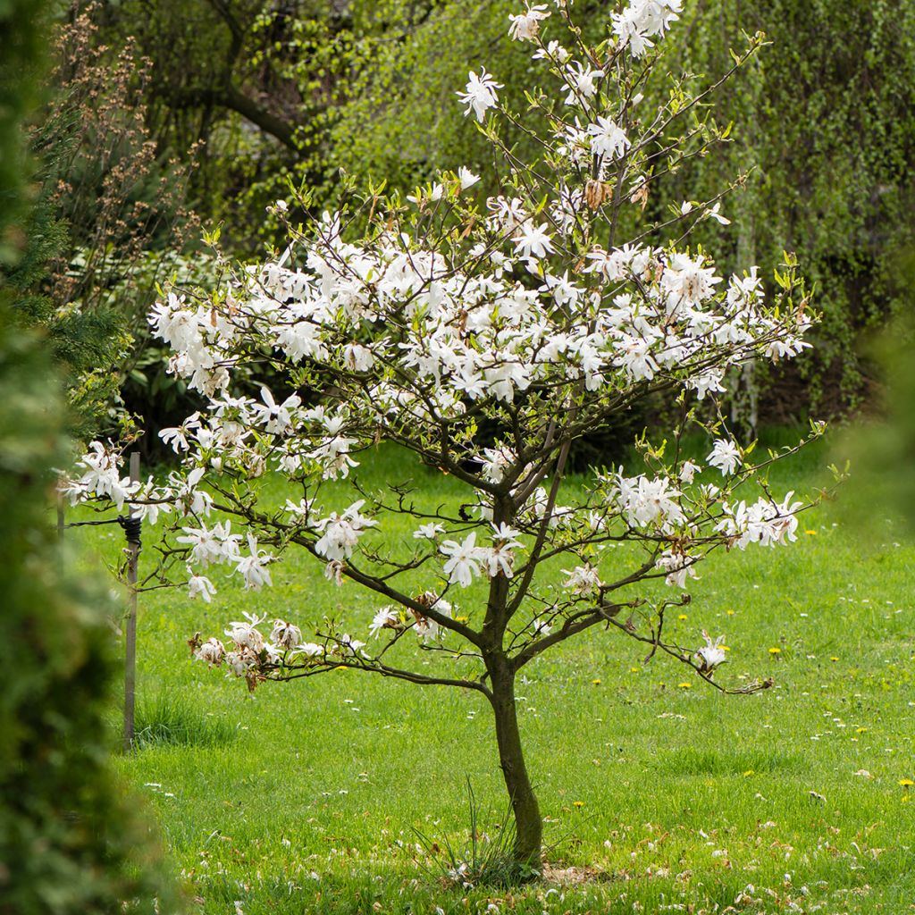 Magnolia stellata - Stern-Magnolie