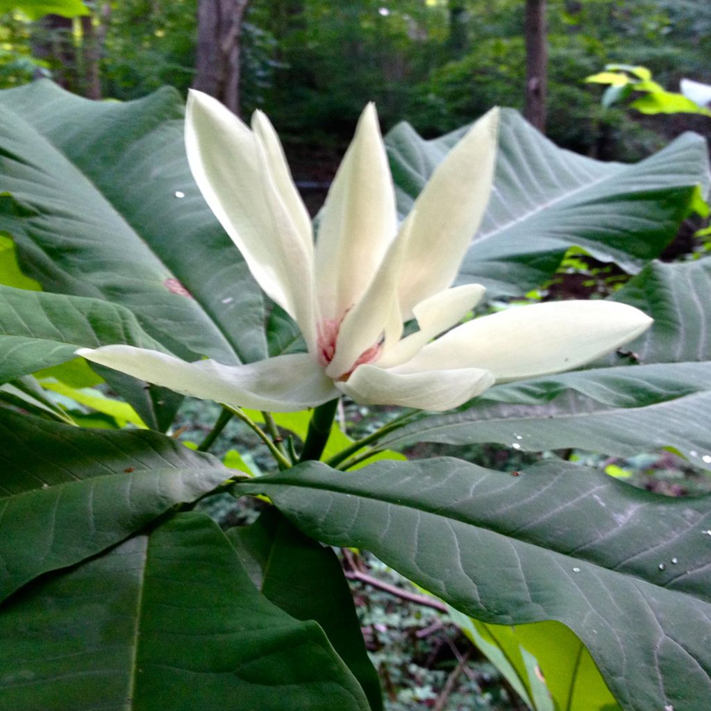 Magnolia tripetala - Magnolia parasol