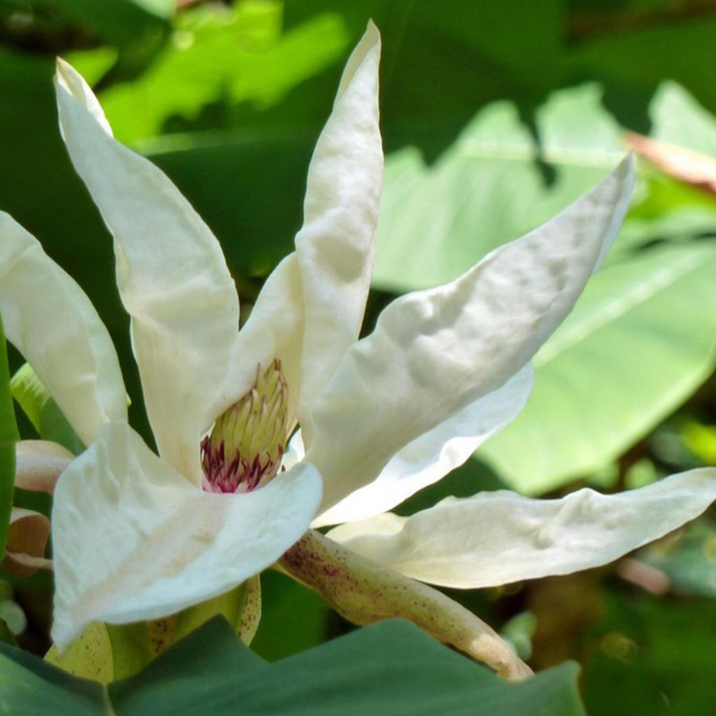 Magnolia tripetala - Magnolia parasol