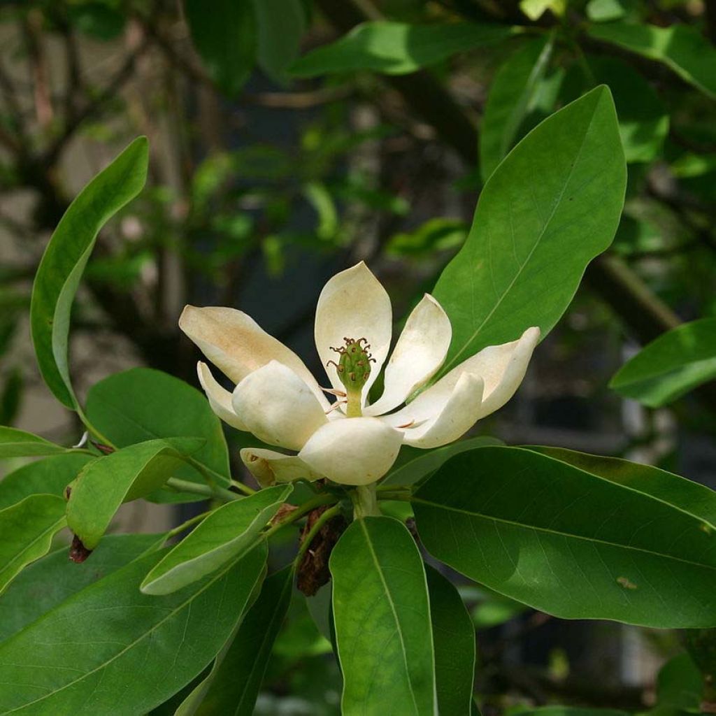 Magnolia virginiana Glauca - Sumpf-Magnolie