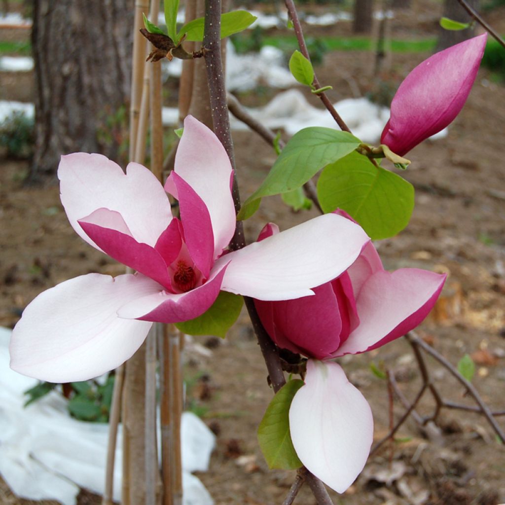 Magnolia soulangeana Frank's masterpiece - Tulpen-Magnolie