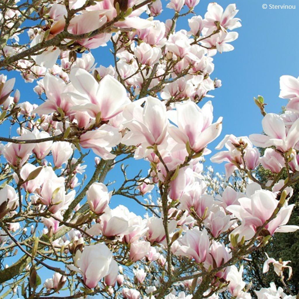 Magnolia soulangeana Picture Superba - Tulpen-Magnolie