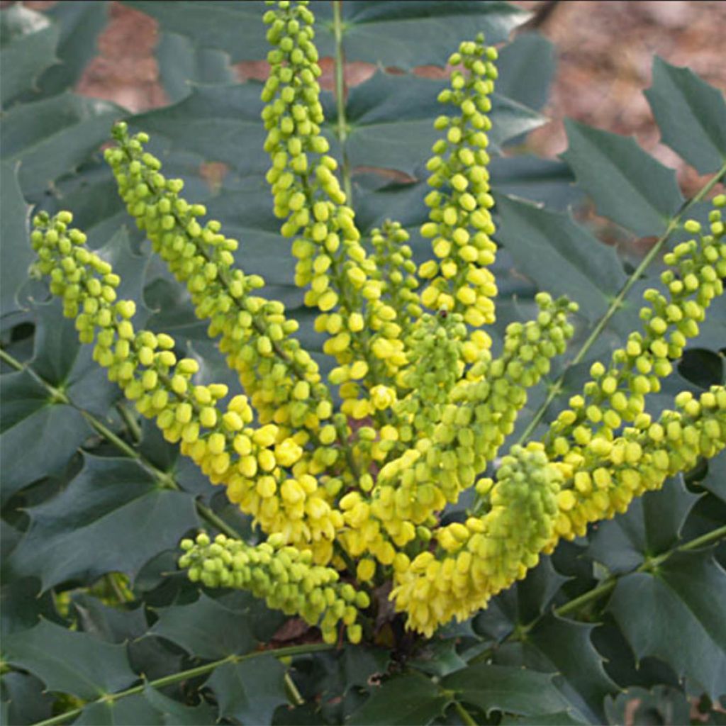 Mahonia japonica Hivernant - Japanische Mahonie