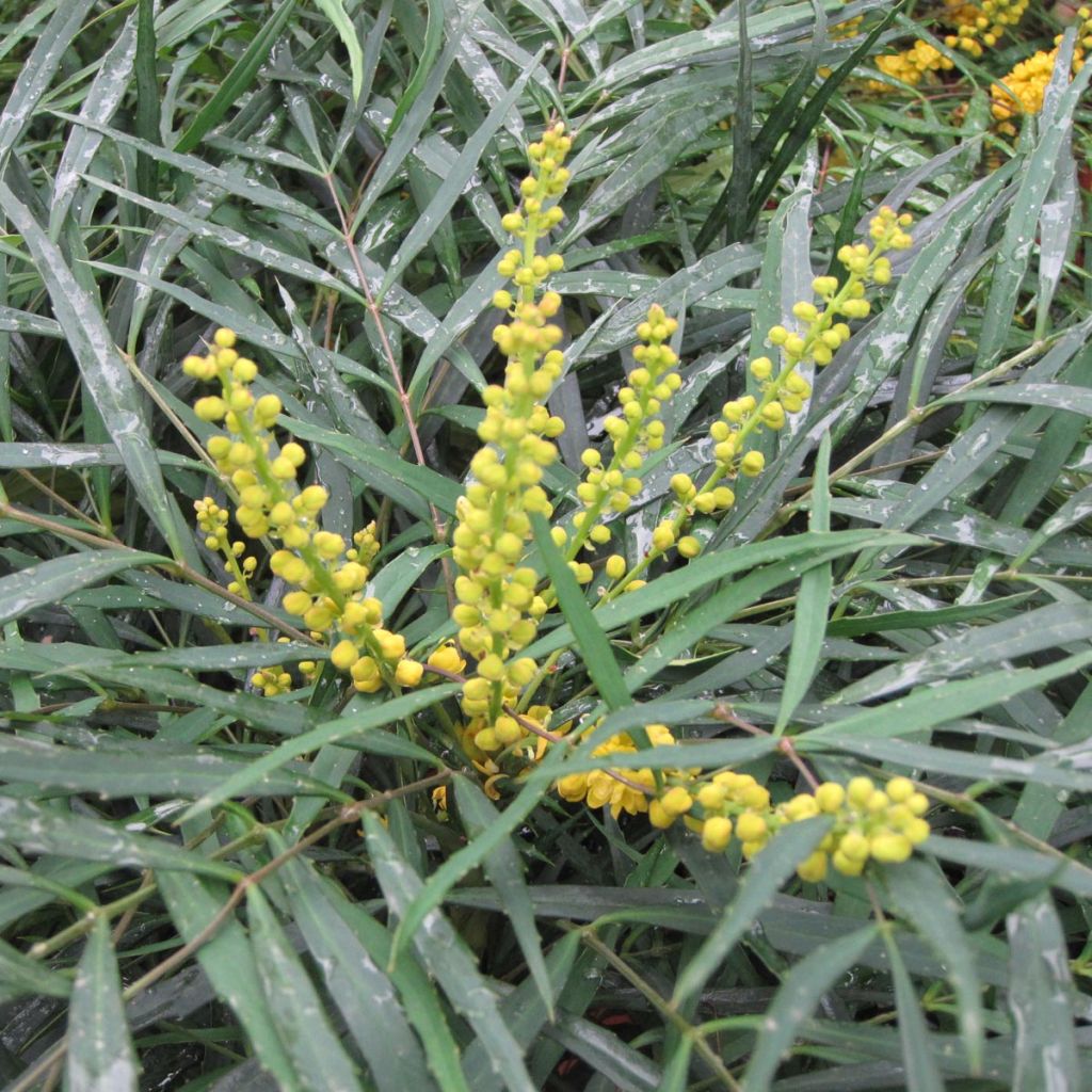 Mahonia eurybracteata Soft Caress - Stachellose Mahonie