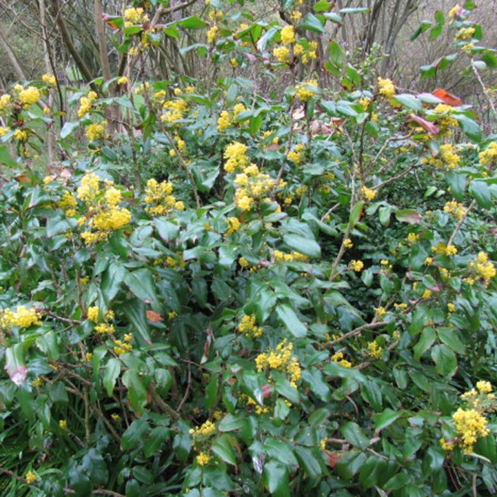 Mahonia aquifolium - Gewöhnliche Mahonie