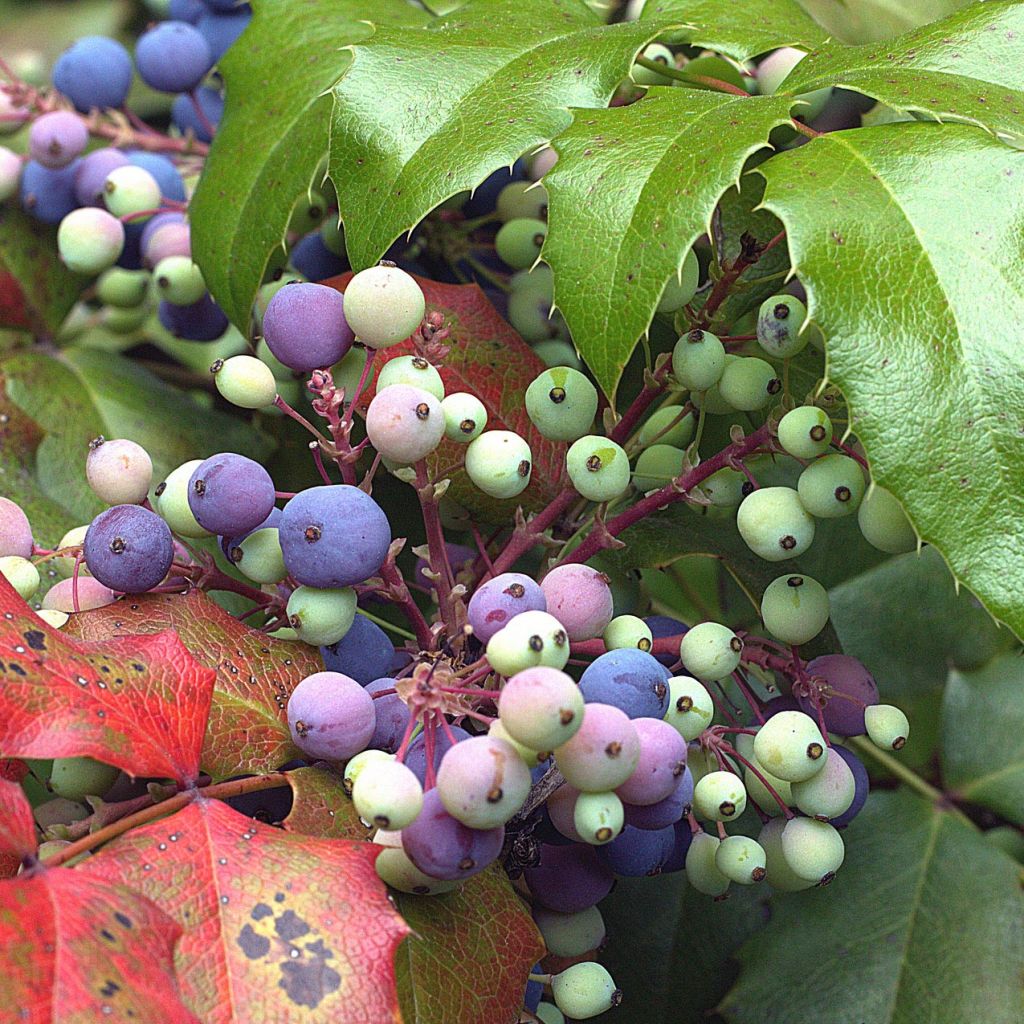 Mahonia aquifolium - Mahonie à feuilles de houx