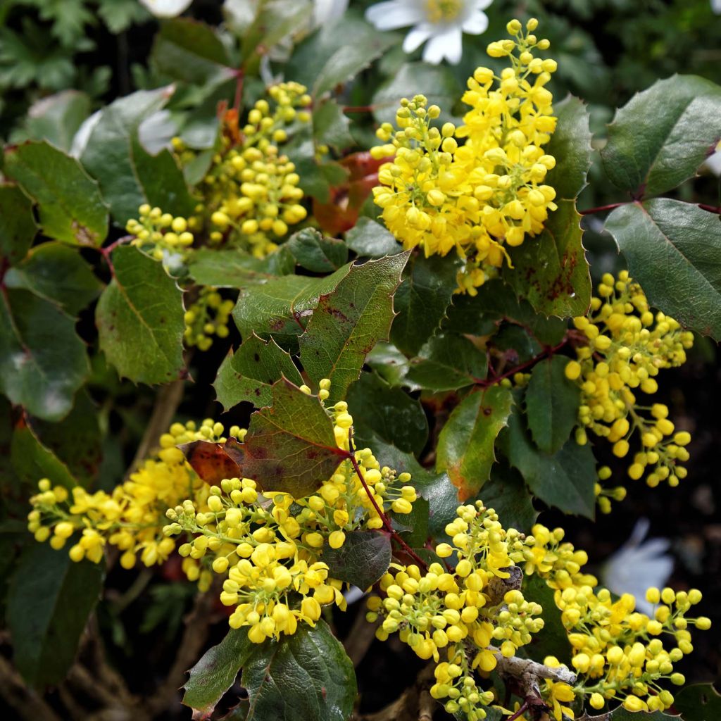 Mahonia aquifolium Apollo - Mahonie à feuilles de houx.