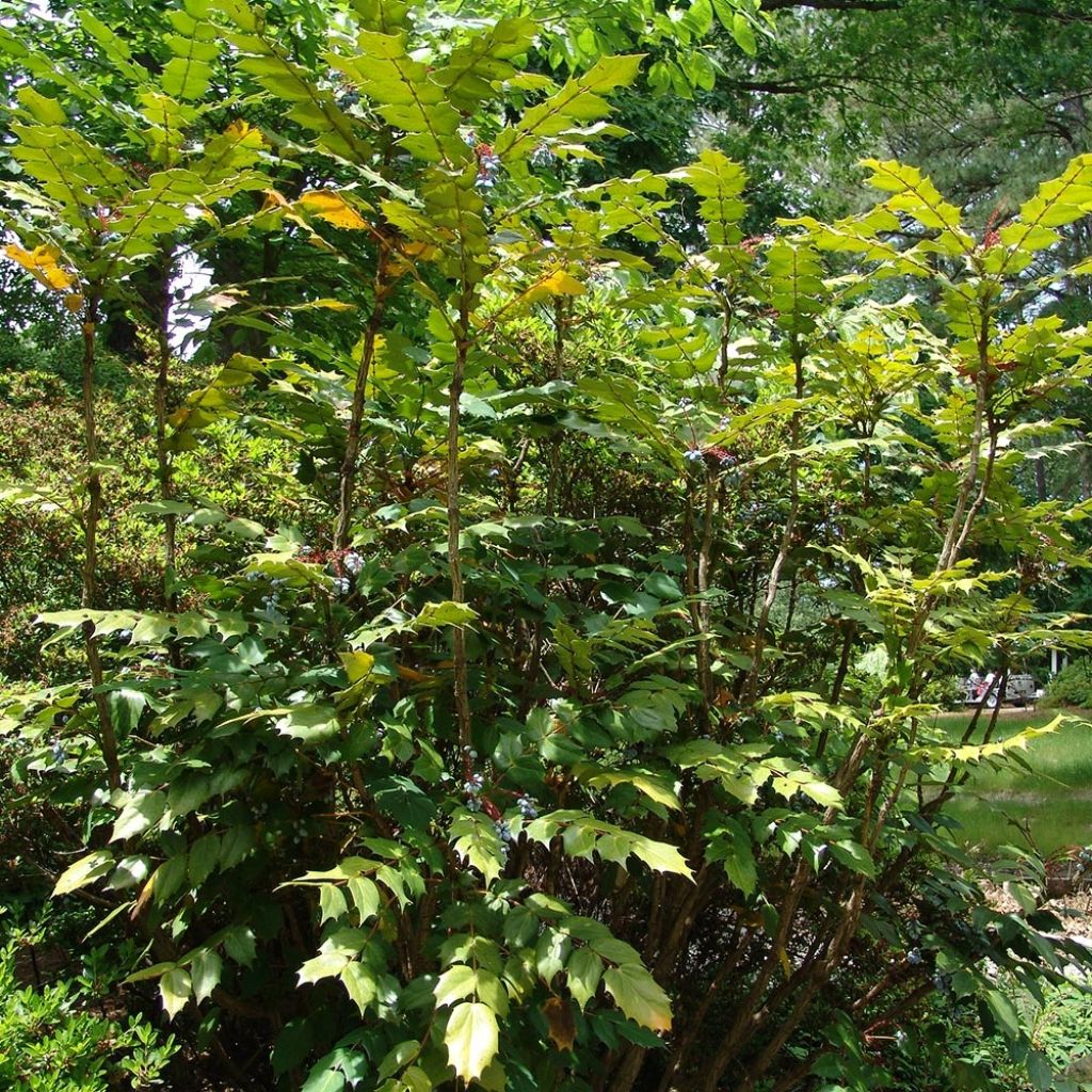 Mahonia bealei