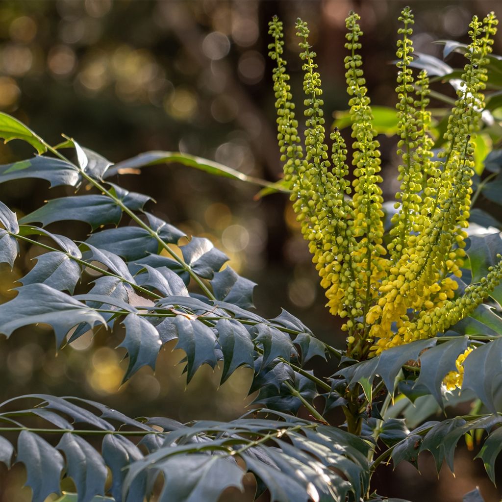 Mahonia (x) wagneri Fireflame 