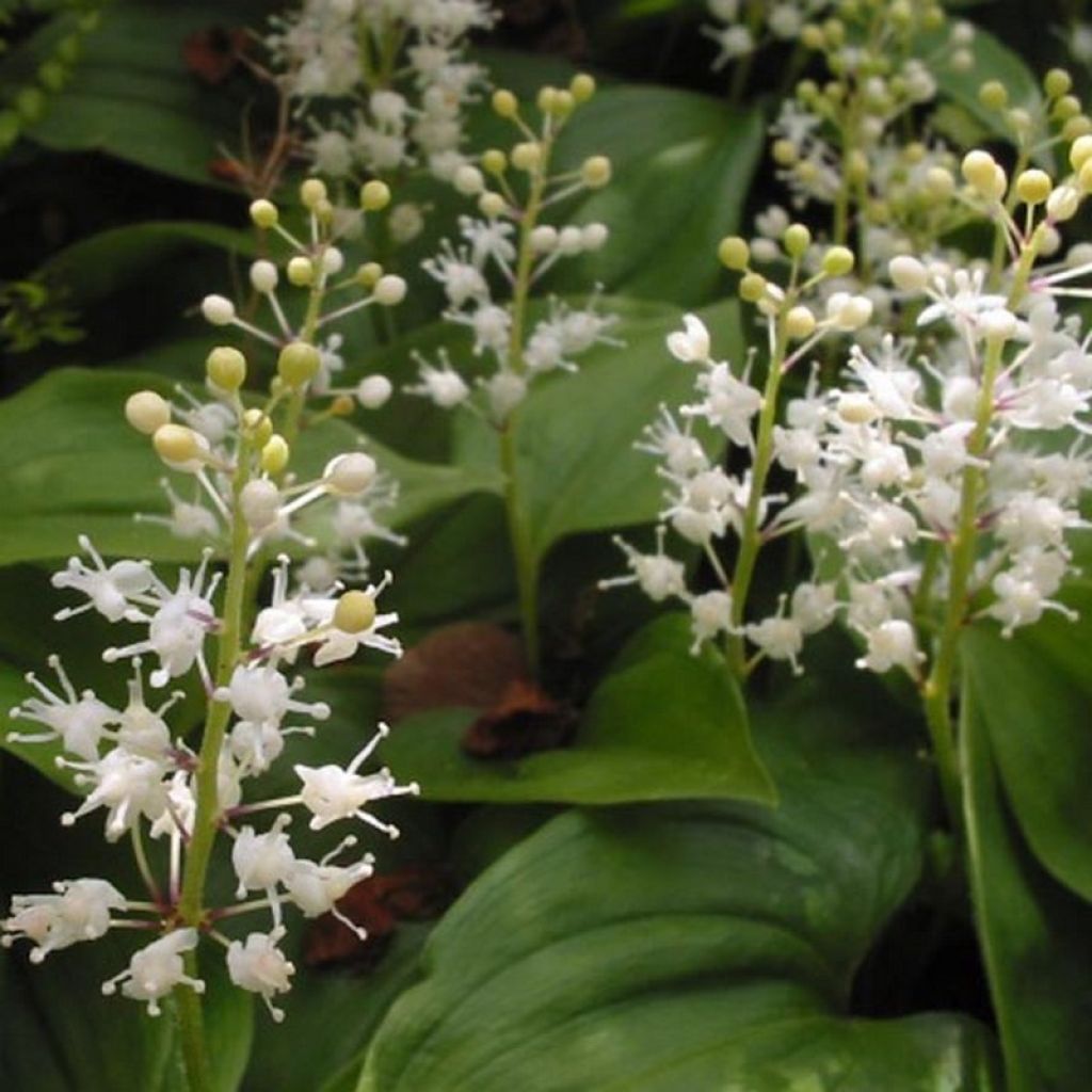 Maianthemum bifolium - Schattenblume