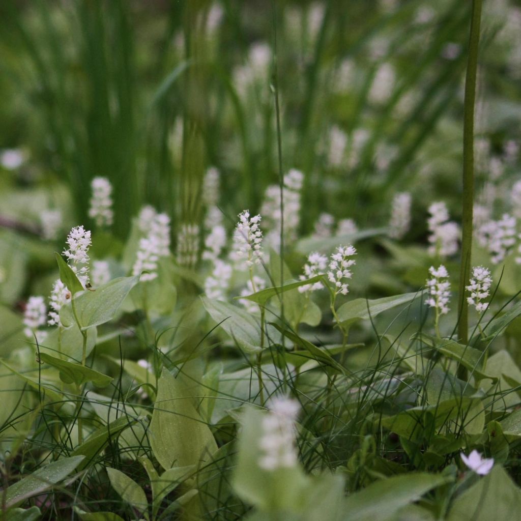 Maianthemum bifolium - Schattenblume