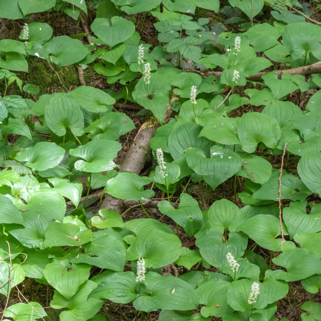 Maianthemum bifolium - Schattenblume