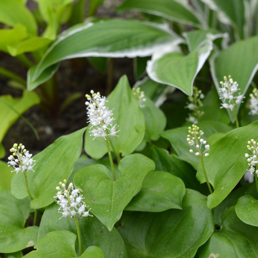 Maianthemum bifolium - Schattenblume