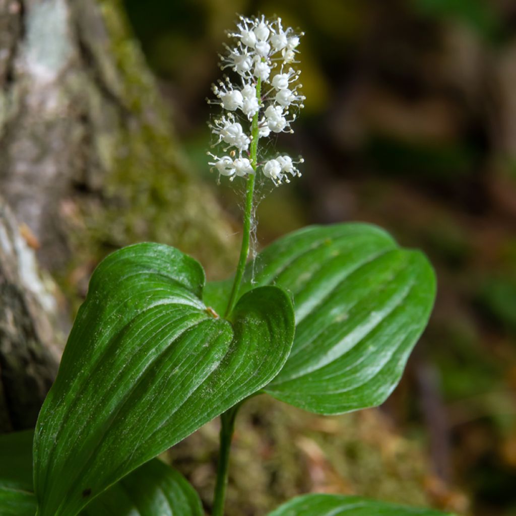 Maianthemum kamtschaticum - Schattenblume