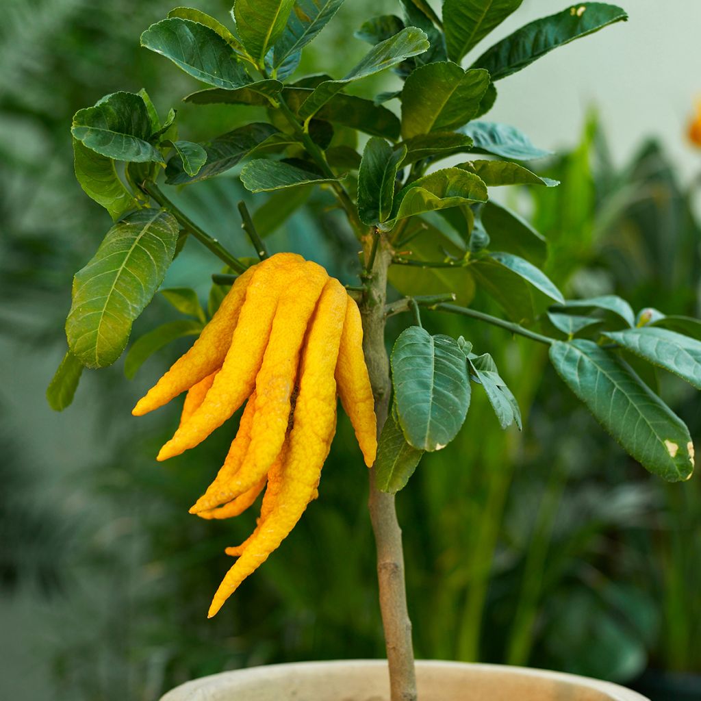 Buddhas Hand - Citrus medica var. sarcodactylis