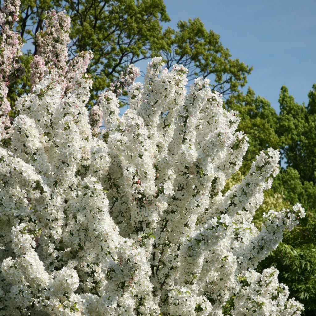 Zierapfel Adirondack - Malus