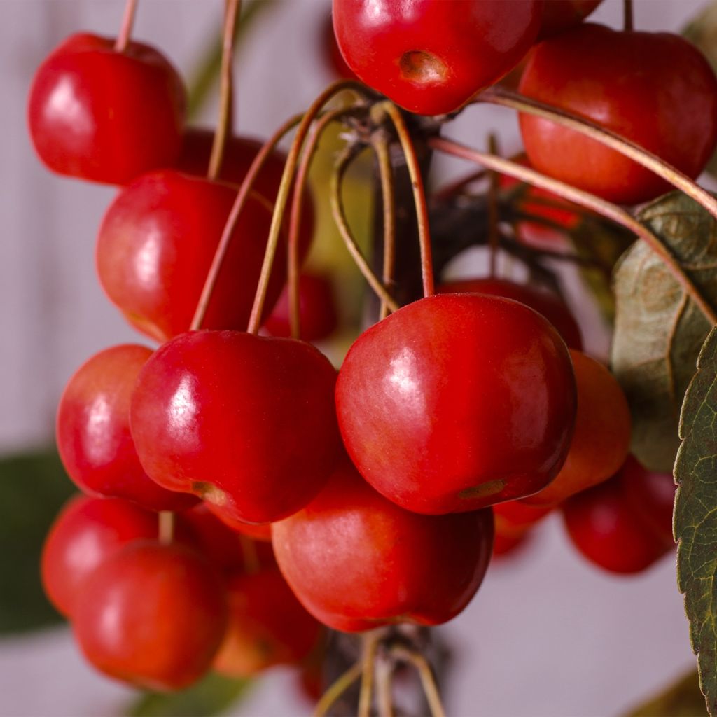 Pommier d'ornement - Malus Diable Rouge