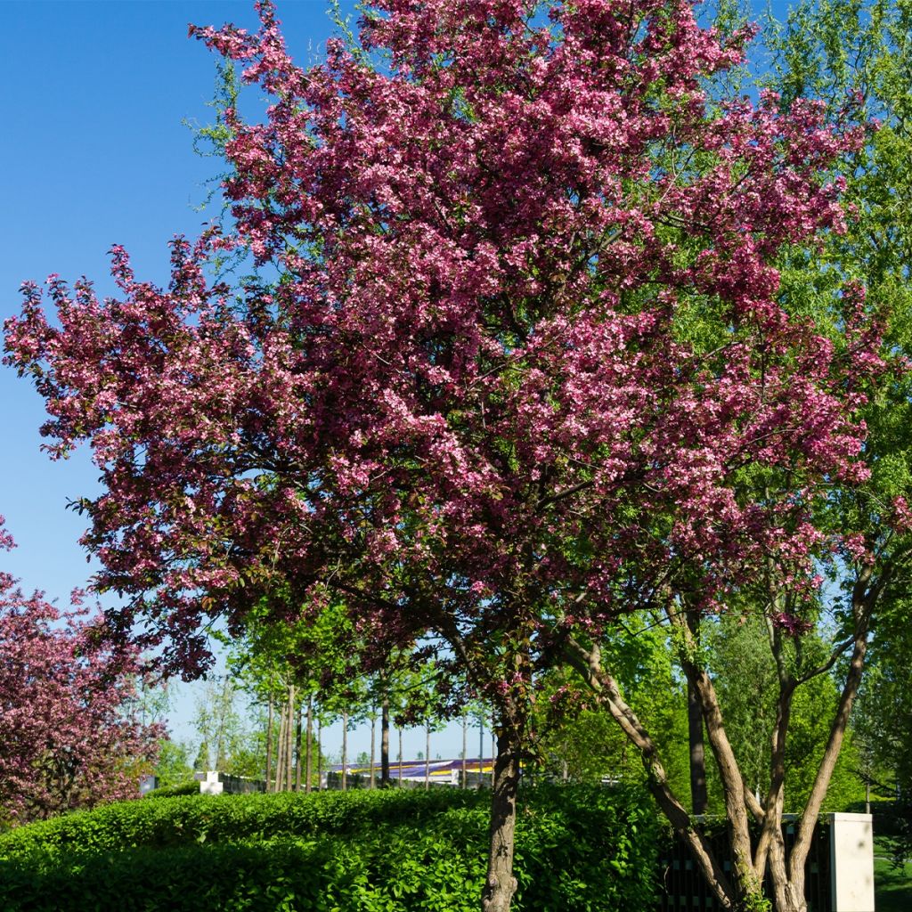 Pommier d'ornement - Malus Diable Rouge