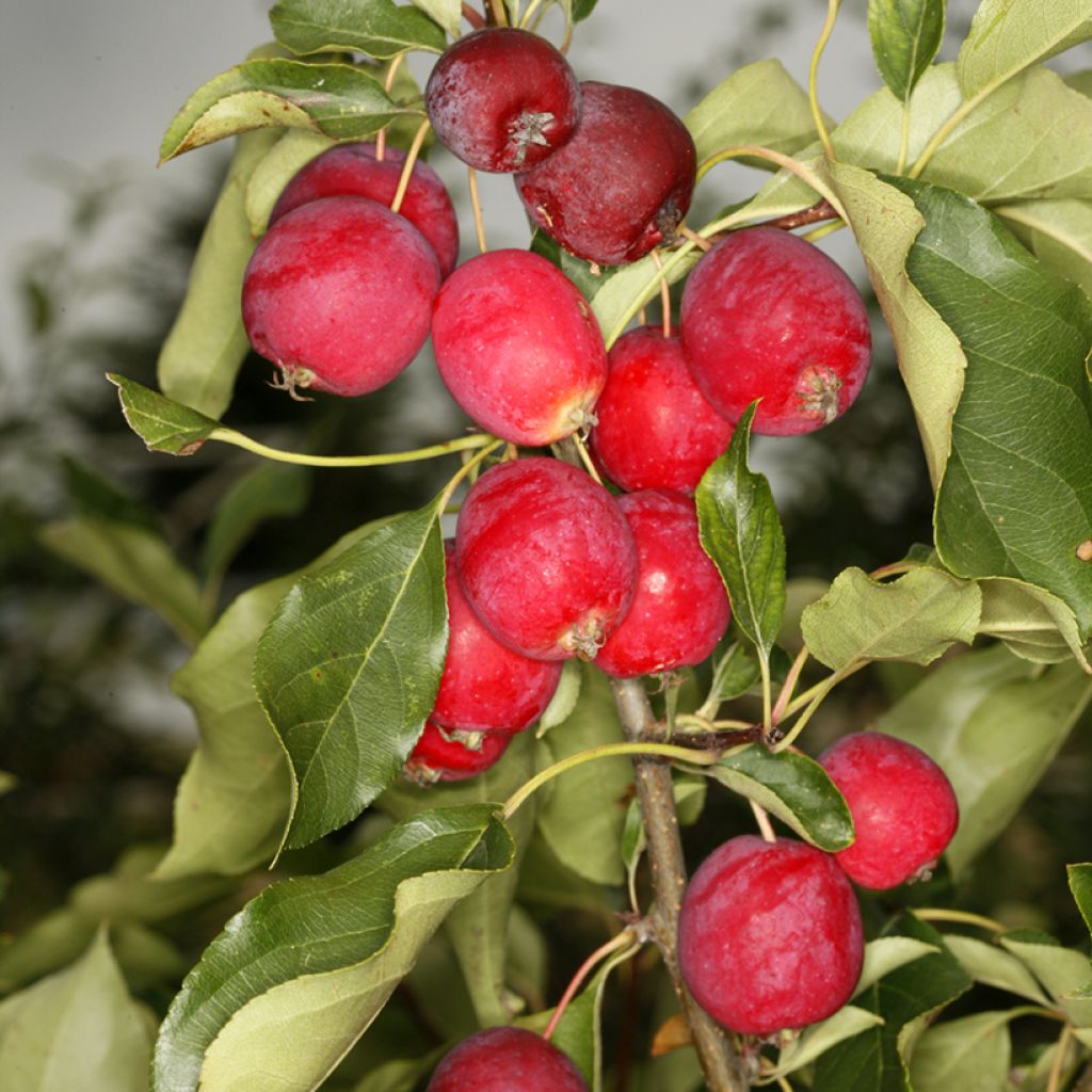 Zierapfel Pink Glow - Malus robusta