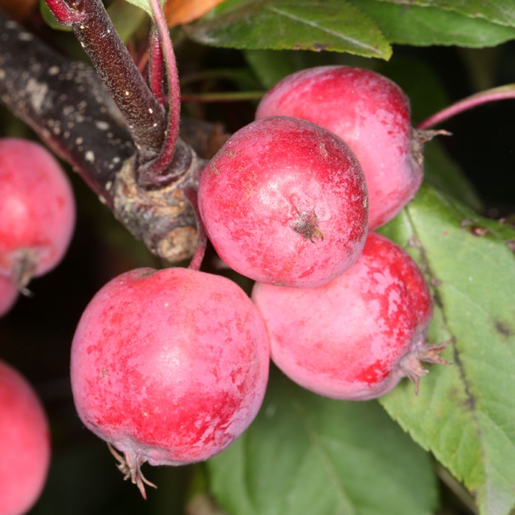 Purpur-Apfel Eleyi - Malus purpurea