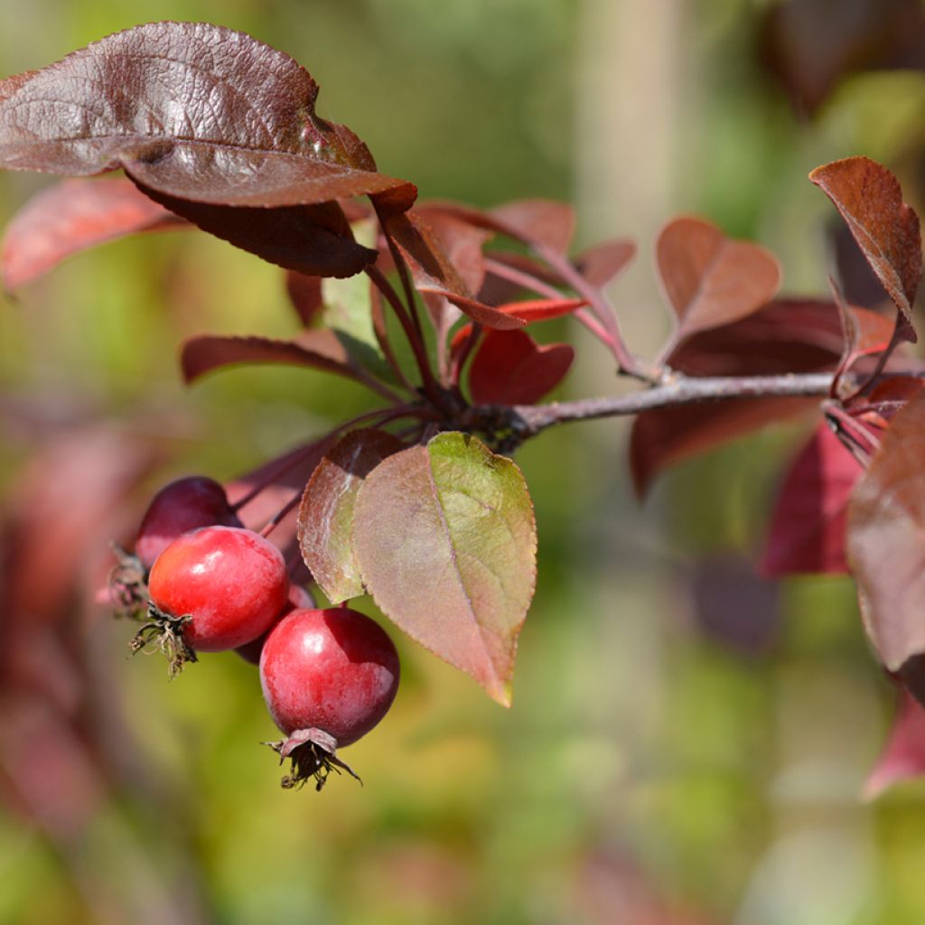 Purpur-Apfel Eleyi - Malus purpurea