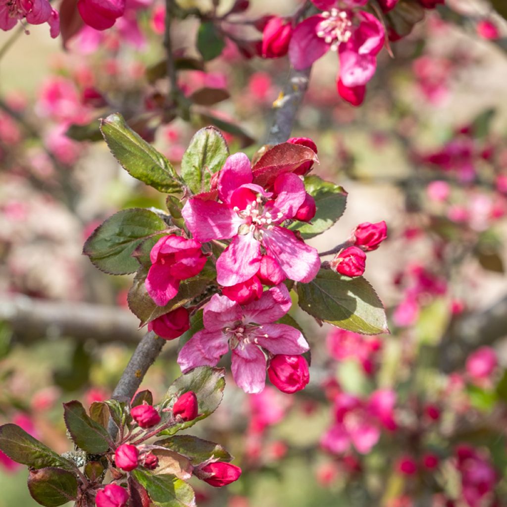 Purpur-Apfel Eleyi - Malus purpurea