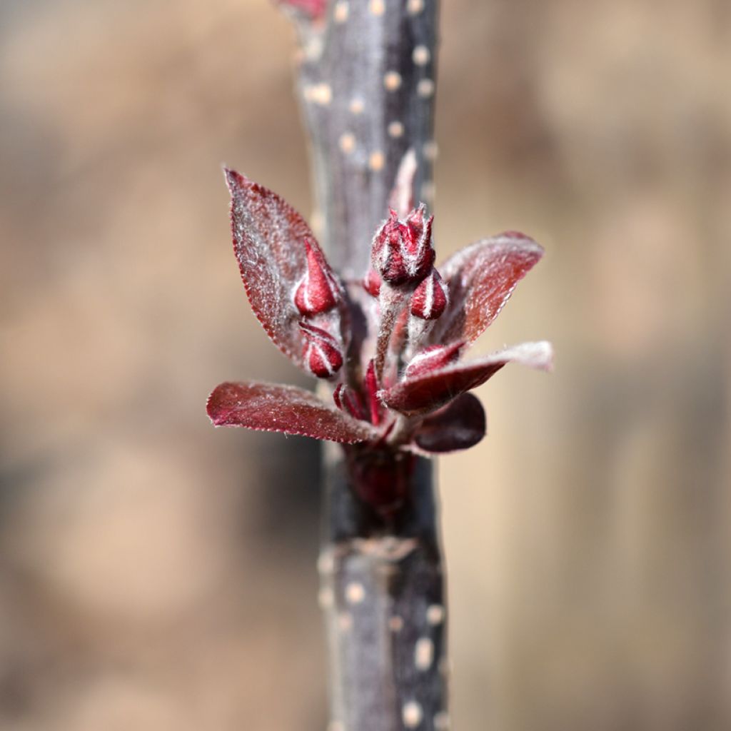 Purpur-Apfel Eleyi - Malus purpurea