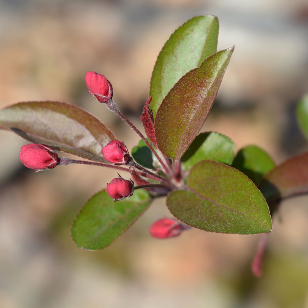 Purpur-Apfel Eleyi - Malus purpurea