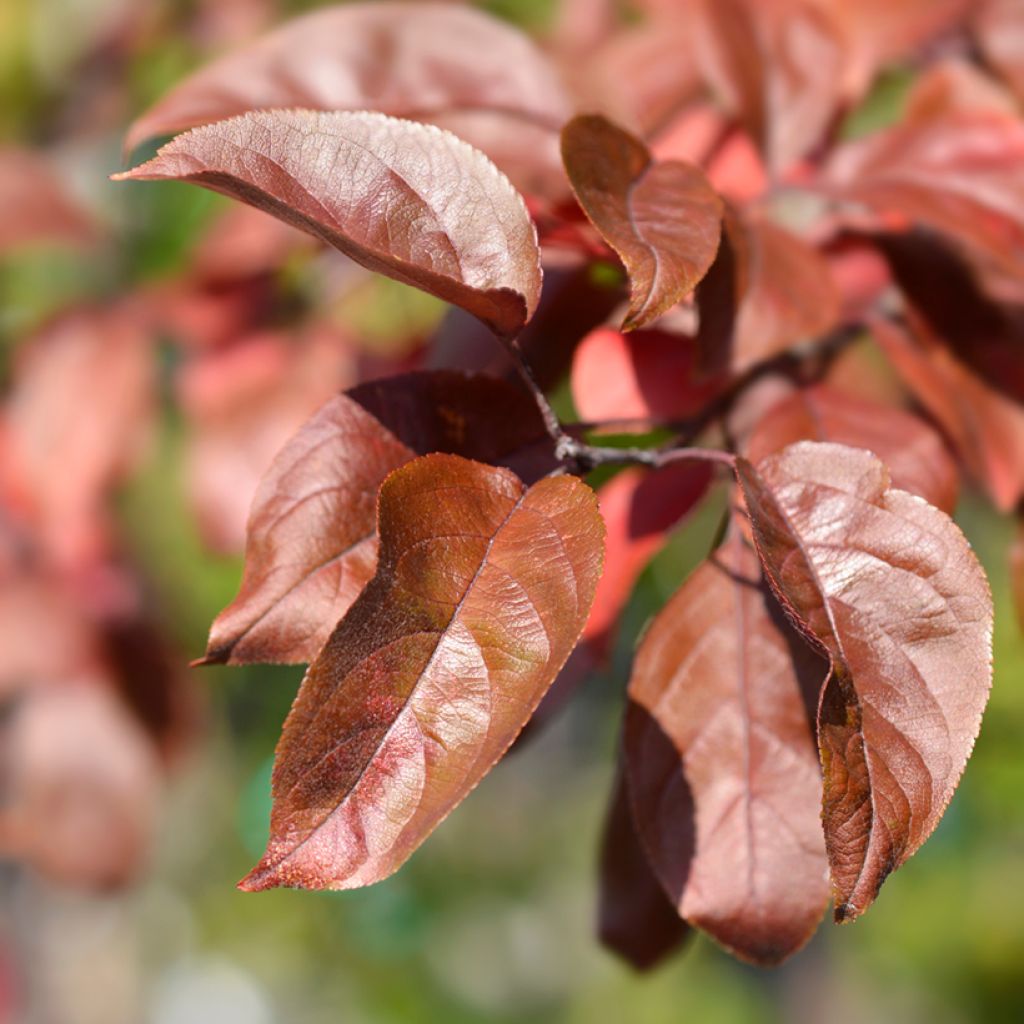 Purpur-Apfel Eleyi - Malus purpurea