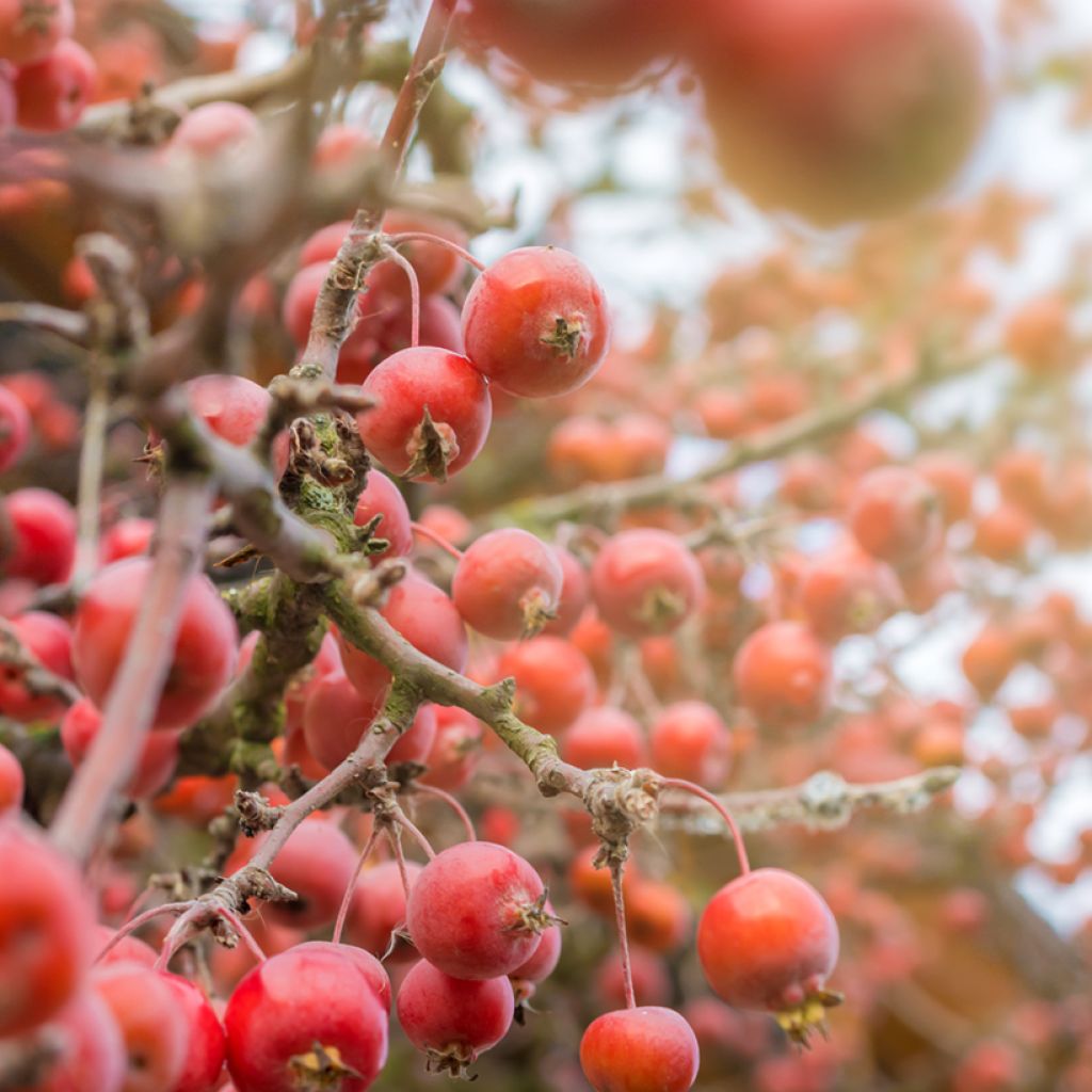 Purpur-Apfel Eleyi - Malus purpurea