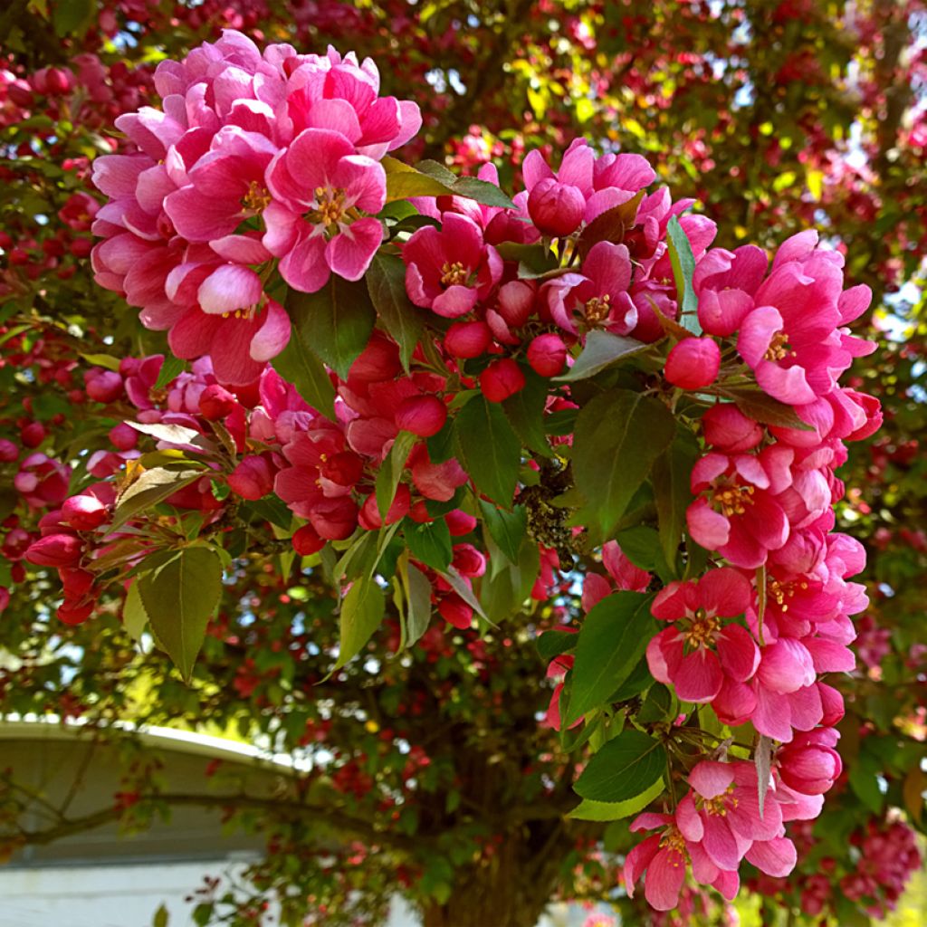 Purpur-Apfel Eleyi - Malus purpurea