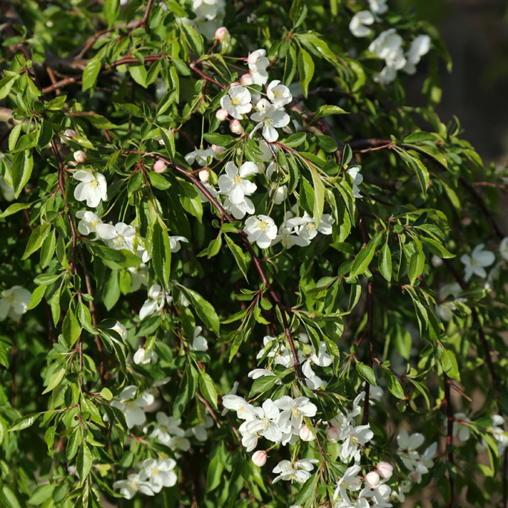 Hänge-Zierapfel - Malus Fontana