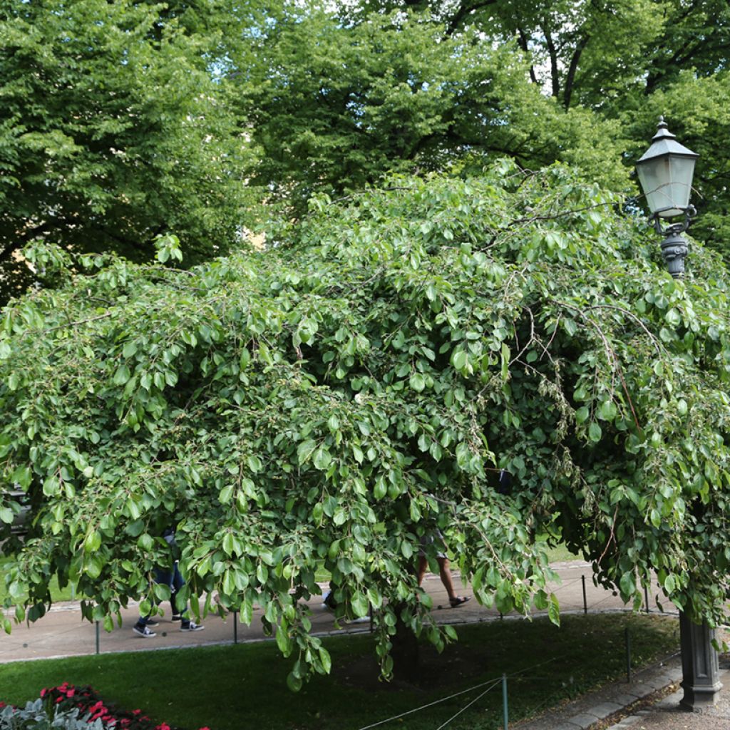 Zierapfel Hyvingiensis - Malus domestica