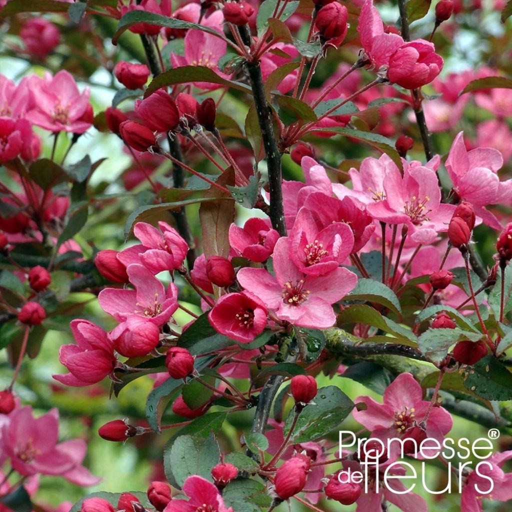 Zierapfel Liset - Malus