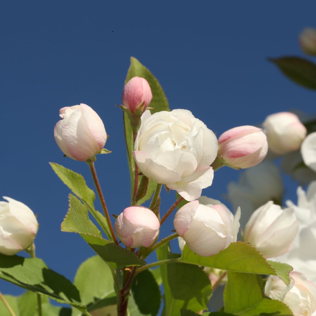 Zierapfel MADONNA - Malus