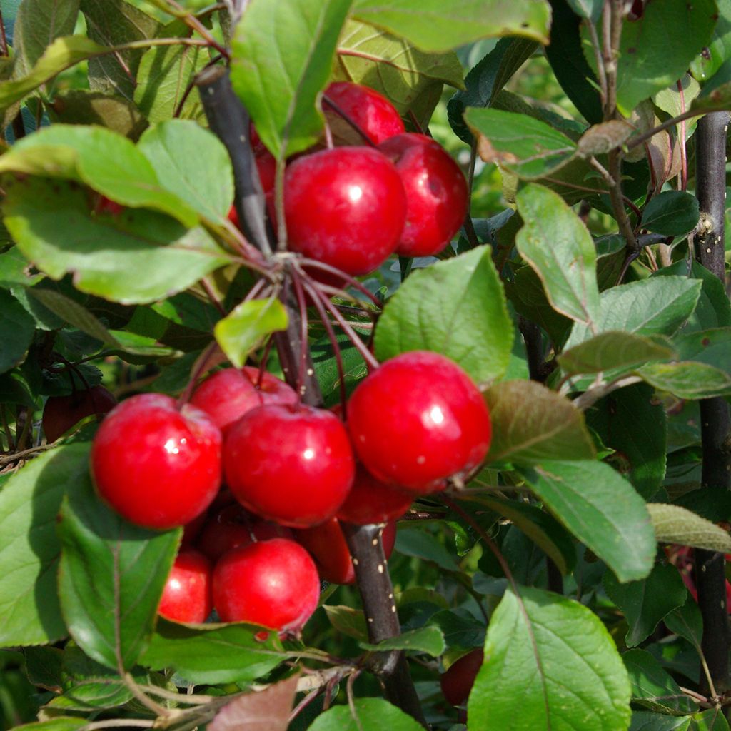 Purpur-Apfel Neville Copeman - Malus purpurea