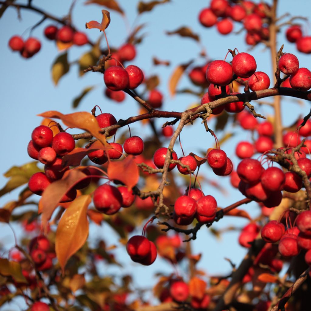 Malus (x) purpurea Ola - Pommier d'ornement, Pommier à fleurs, Pommetier