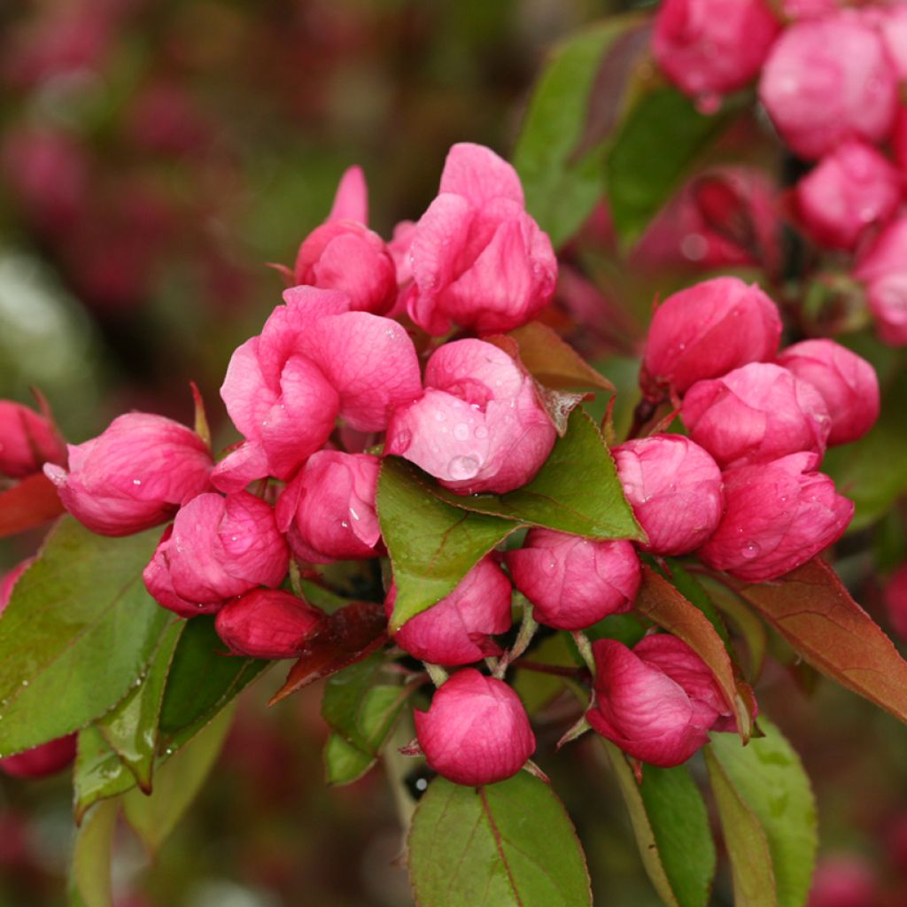 Malus (x) purpurea Ola - Pommier d'ornement, Pommier à fleurs, Pommetier