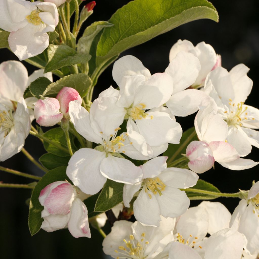 Zierapfel POM'ZAI - Malus