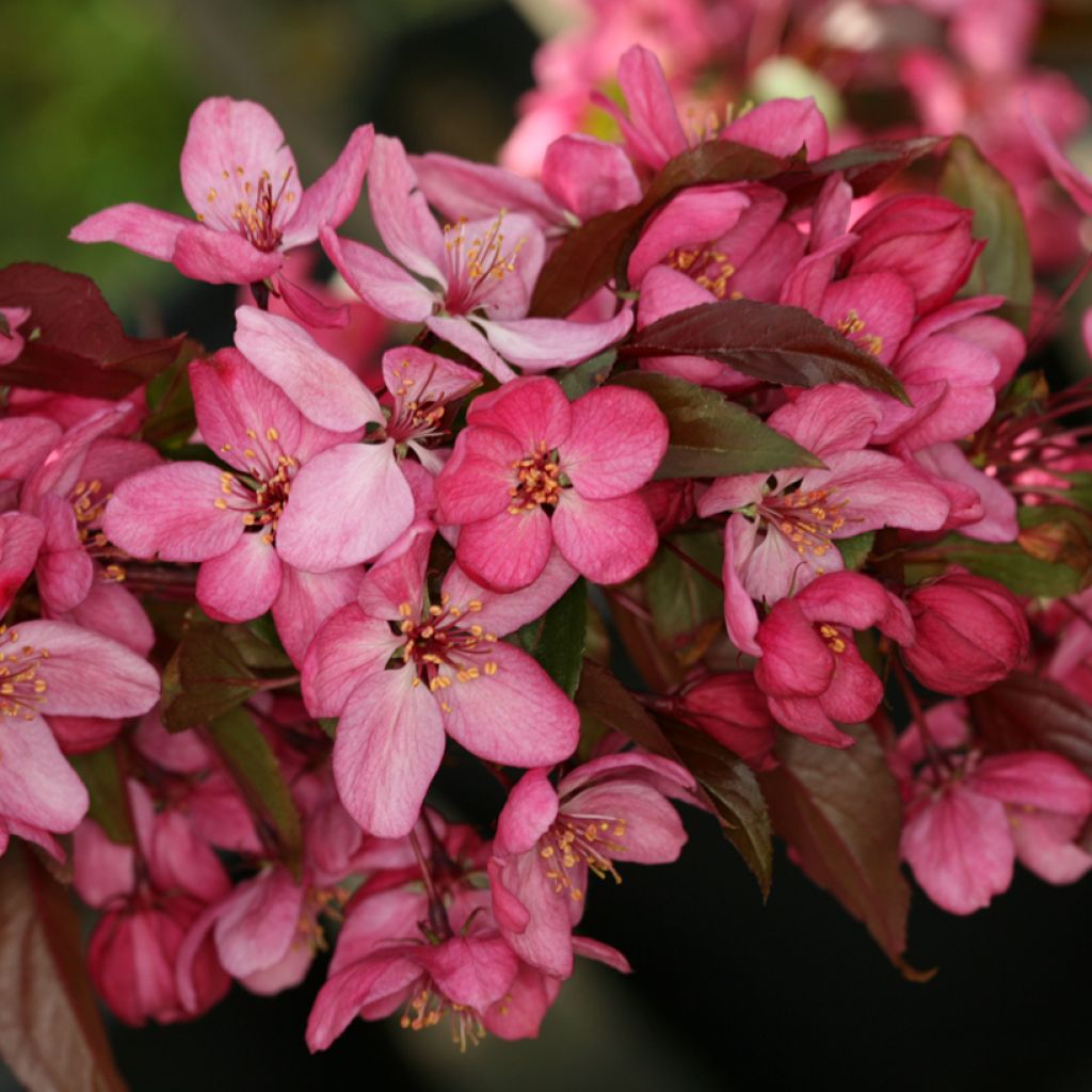 Purpur-Apfel Paul Hauber - Malus purpurea